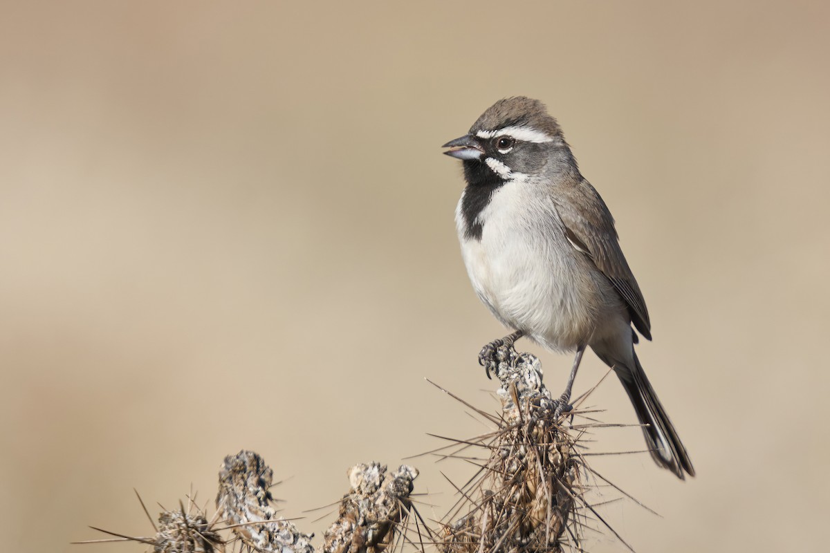 Black-throated Sparrow - ML517541951