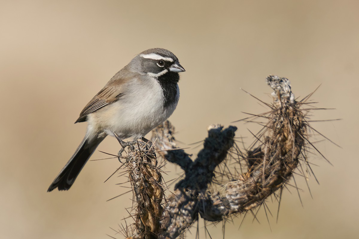 Black-throated Sparrow - Grigory Heaton