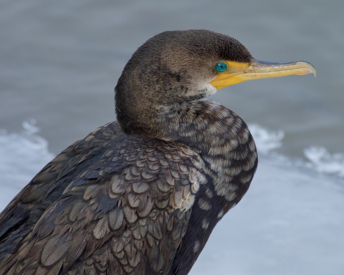 Double-crested Cormorant - Alan Bloom