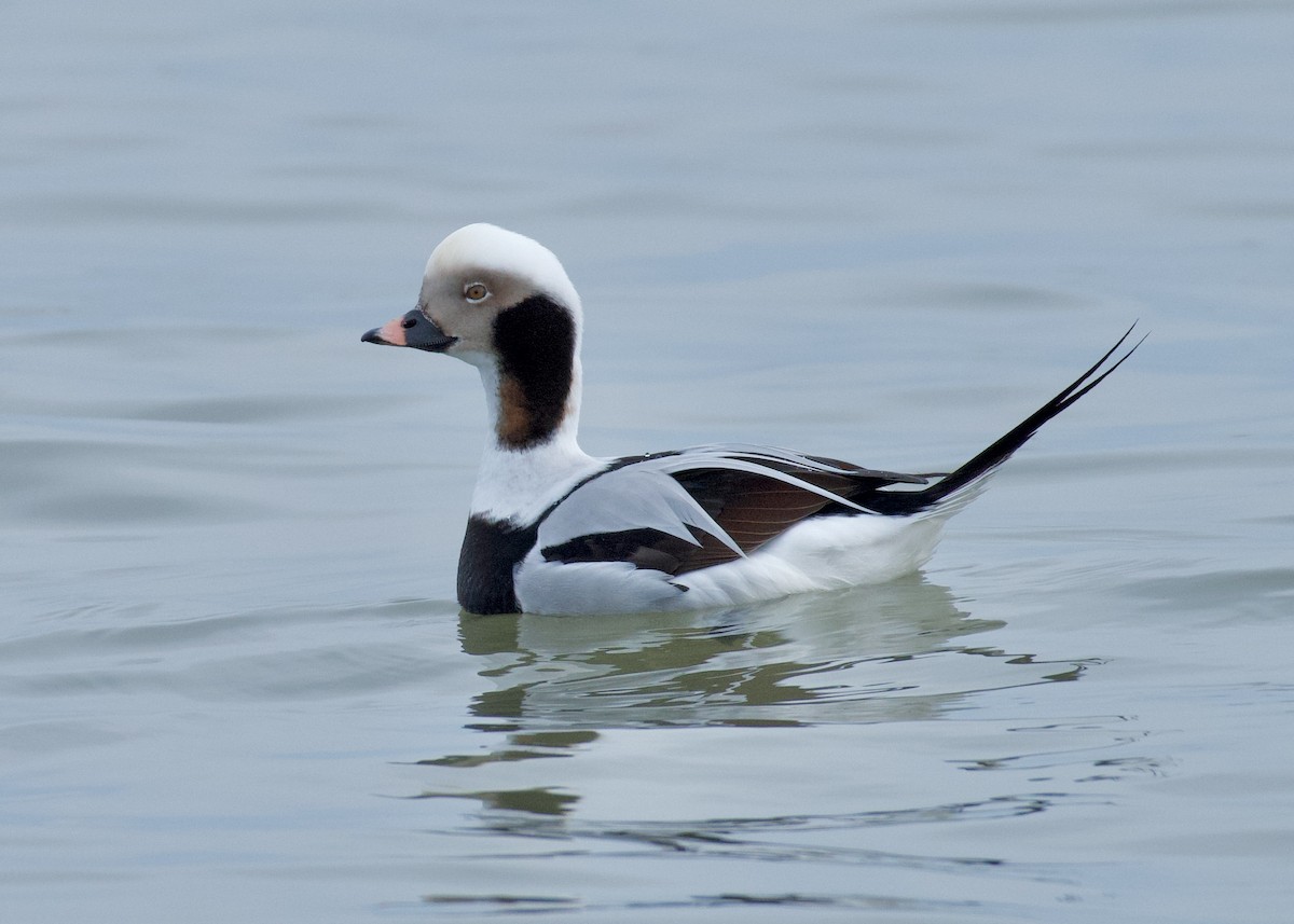 Long-tailed Duck - ML517543931