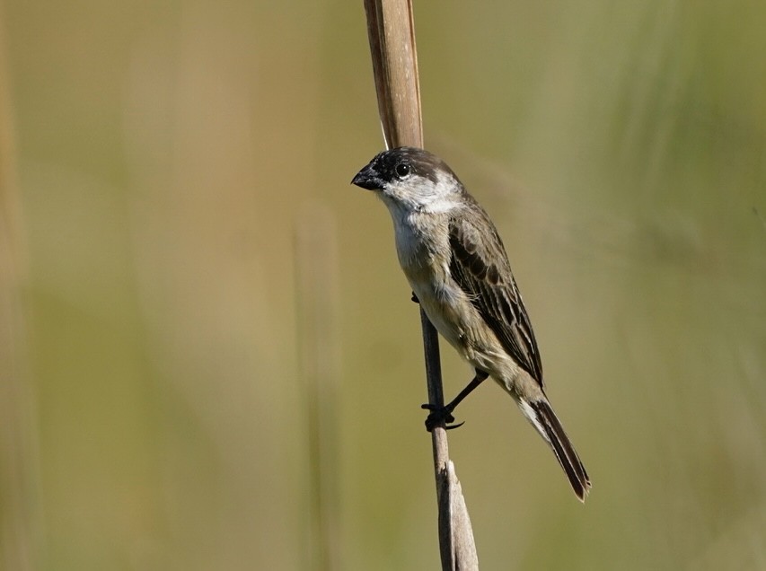 Pearly-bellied Seedeater - Gustavo Acerenza