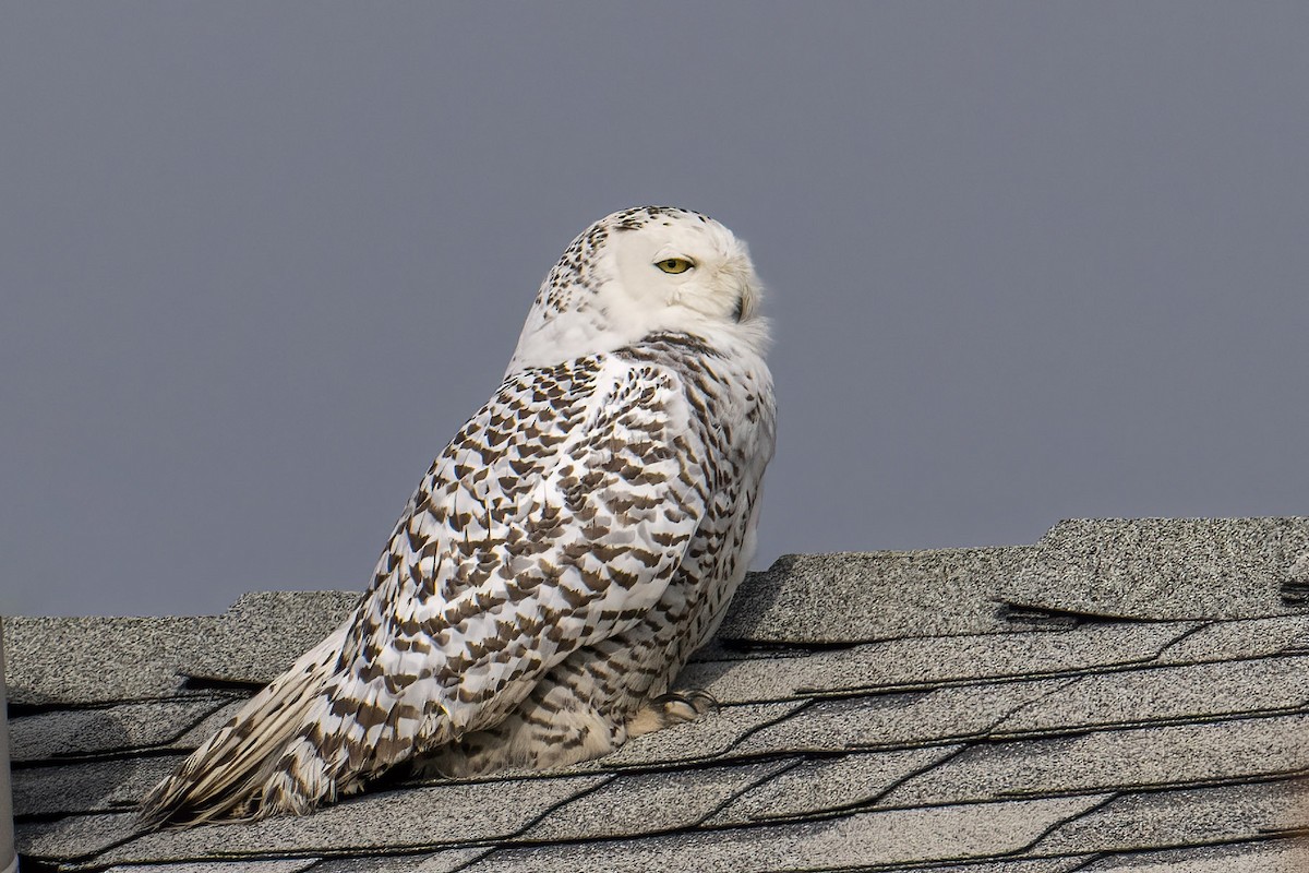 Snowy Owl - Andrew Newmark