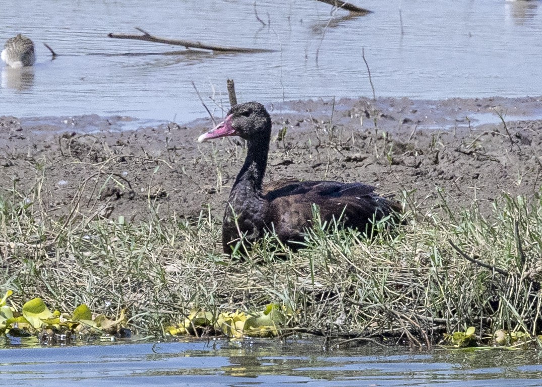 Spur-winged Goose (Northern) - ML517552321