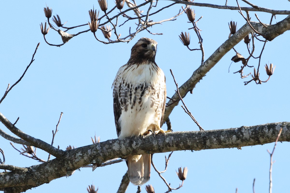 Red-tailed Hawk - ML517554691
