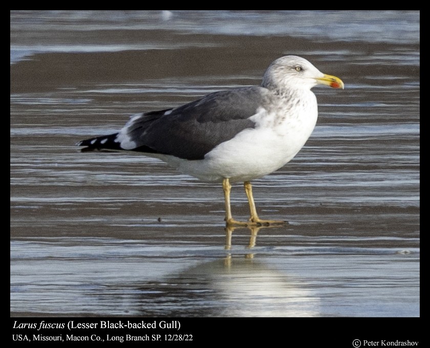 Lesser Black-backed Gull - ML517554851