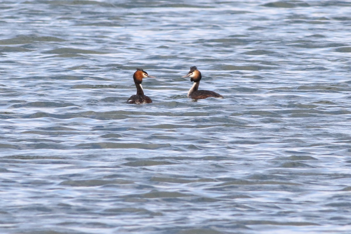 Great Crested Grebe - Leigh Pieterse