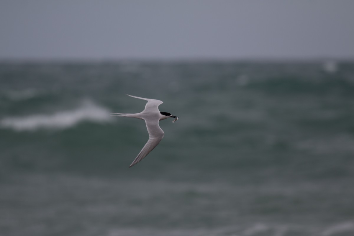 White-fronted Tern - ML517575291