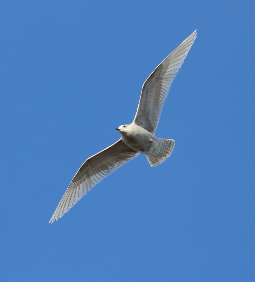 Iceland Gull - Braden Collard