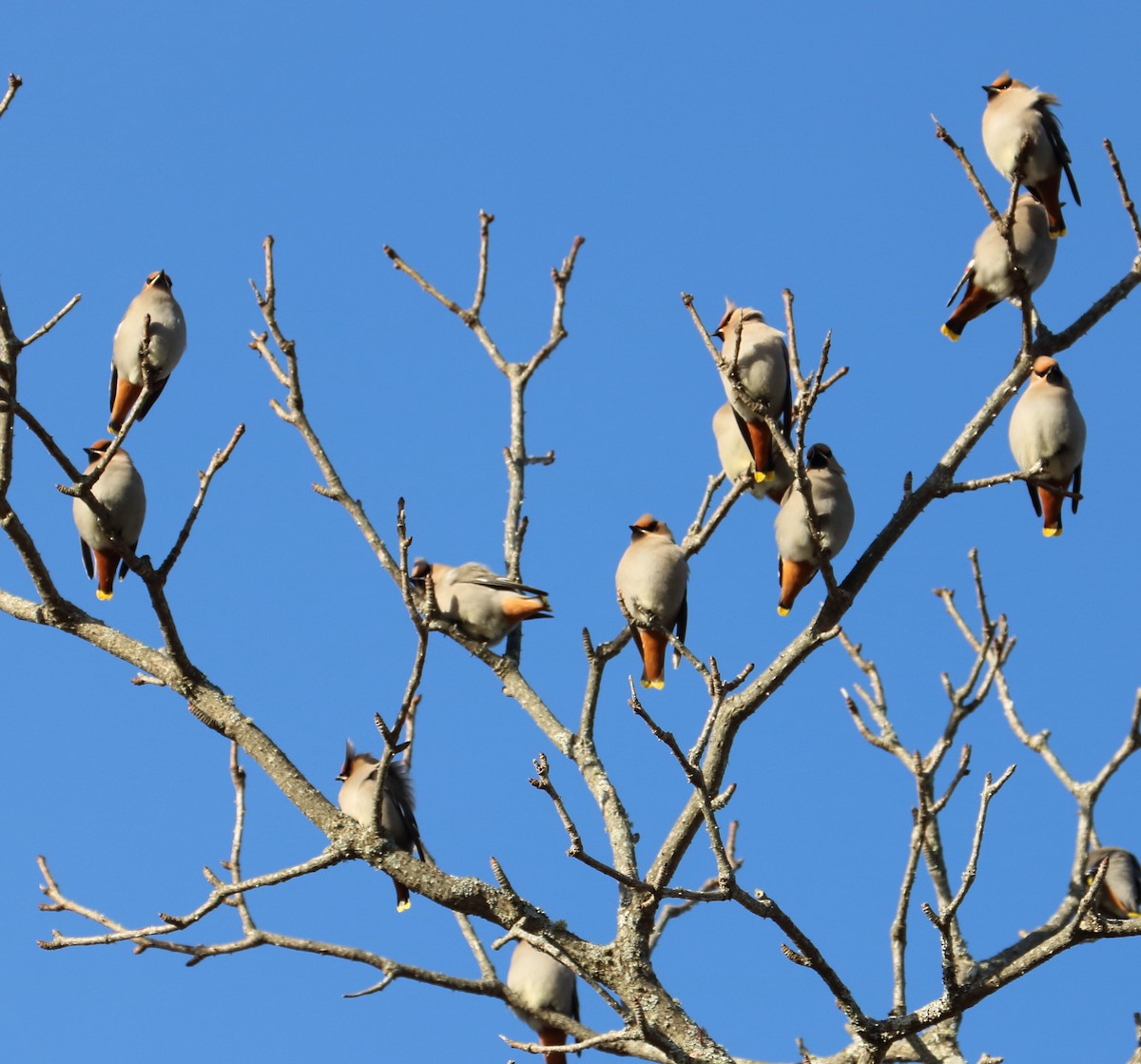 Bohemian Waxwing - Braden Collard