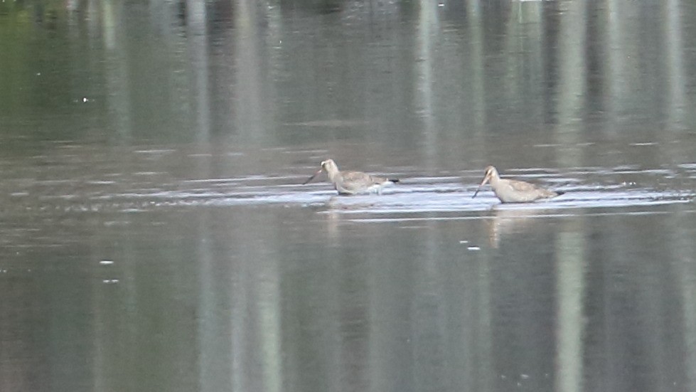 Hudsonian Godwit - Braden Collard