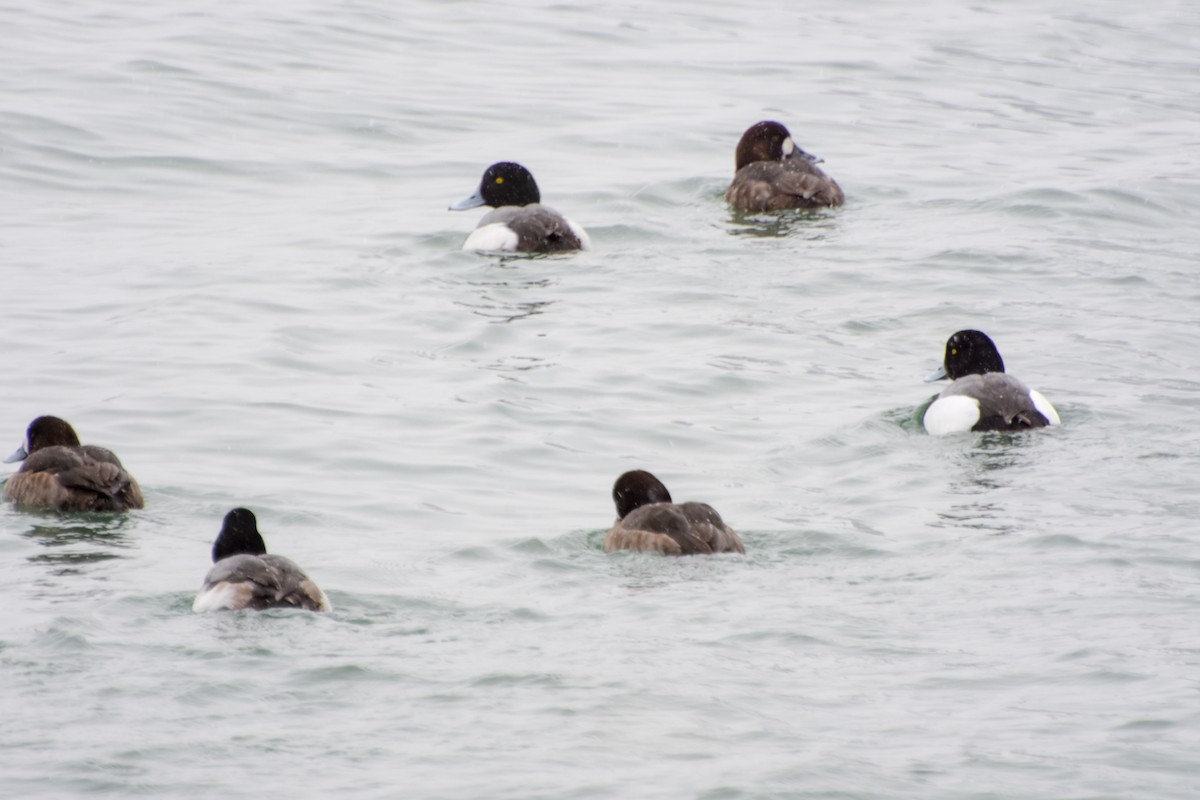 Greater Scaup - ML51758911