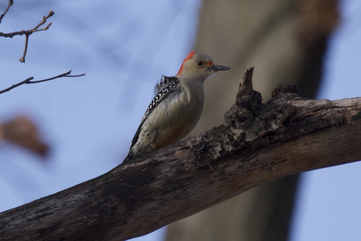 Red-bellied Woodpecker - ML517590741