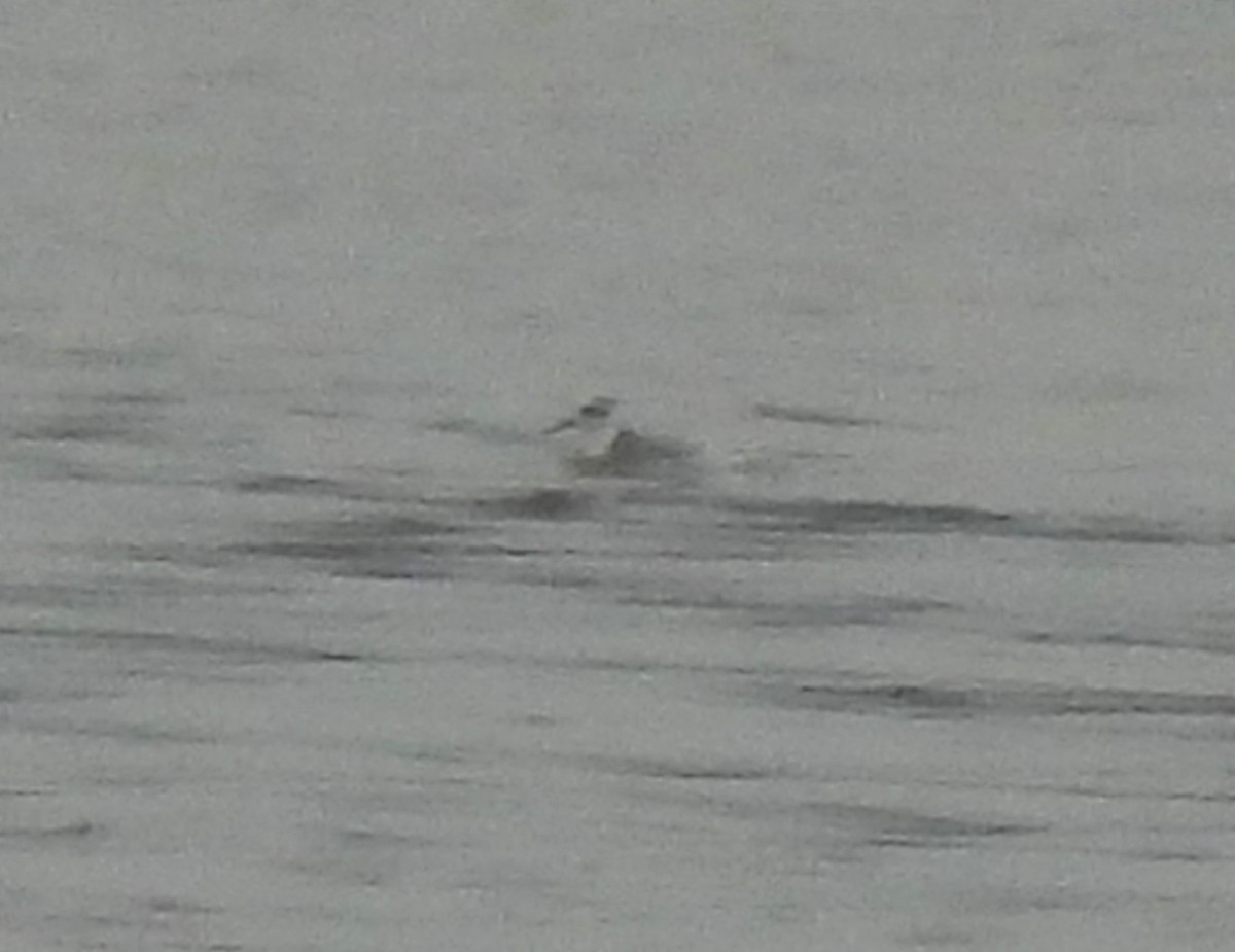 ebird-checklist-28-dec-2022-henry-hagg-lake-park-scoggins-valley