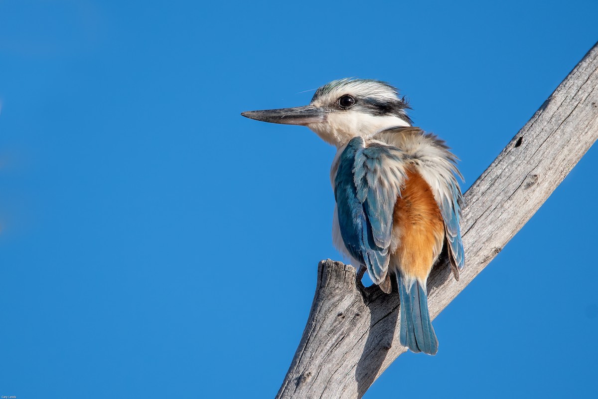 Red-backed Kingfisher - ML517598391