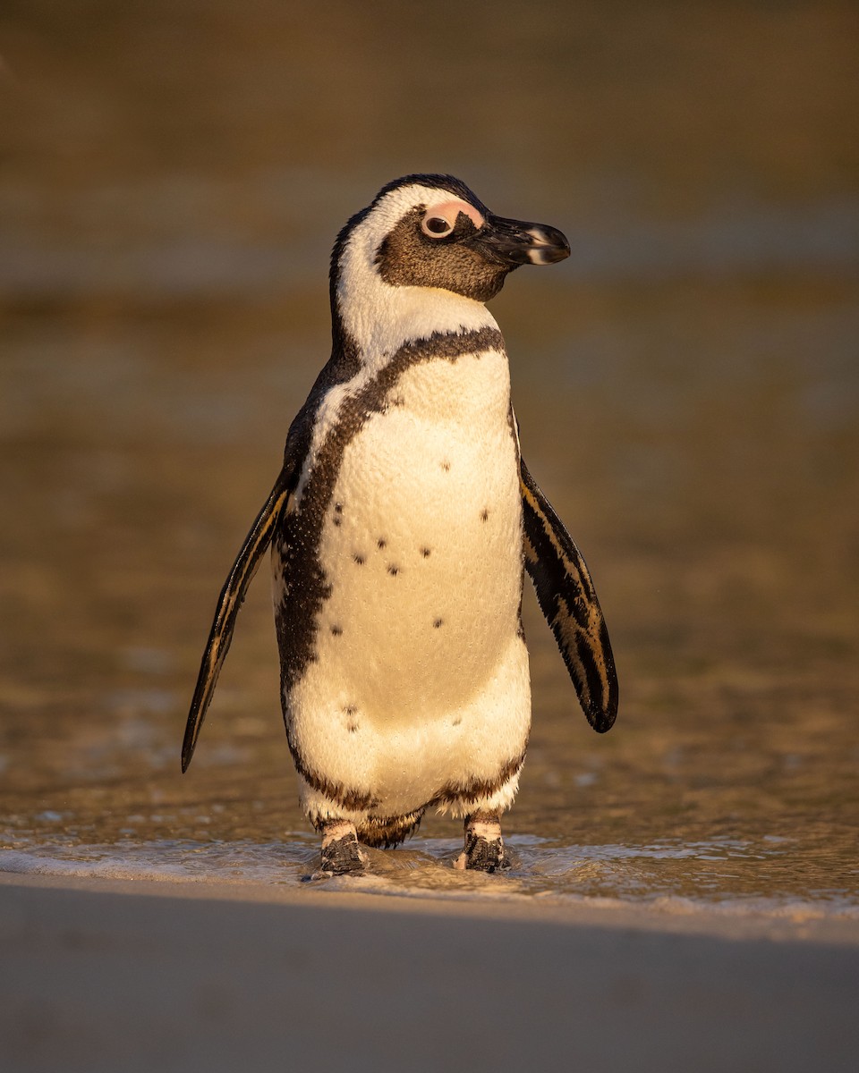 Pingüino de El Cabo - ML517601021