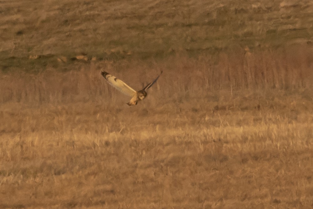 eBird Checklist 28 Dec 2022 General John McCausland Memorial Farm 11 species