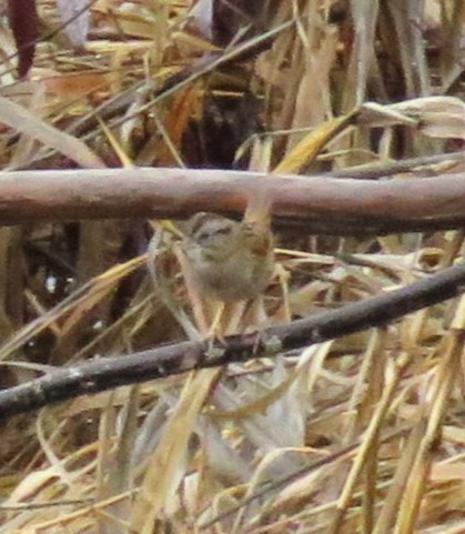 Swamp Sparrow - ML517608191