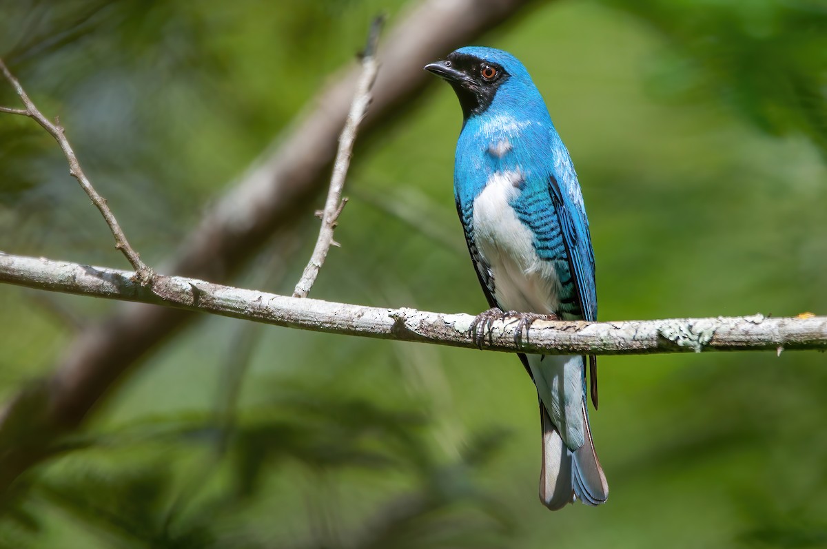 Swallow Tanager - ML517608641