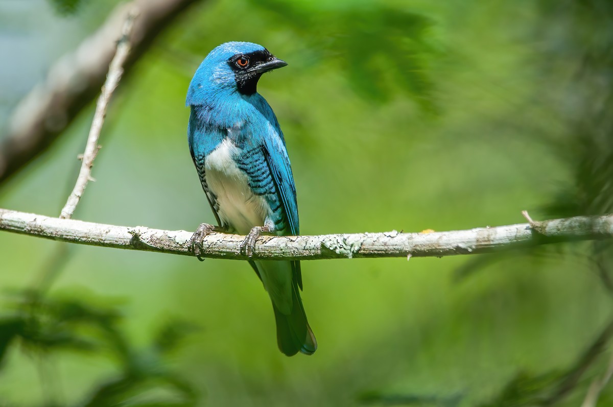 Swallow Tanager - ML517608651