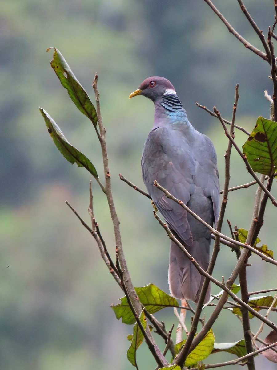 Band-tailed Pigeon - ML517610001