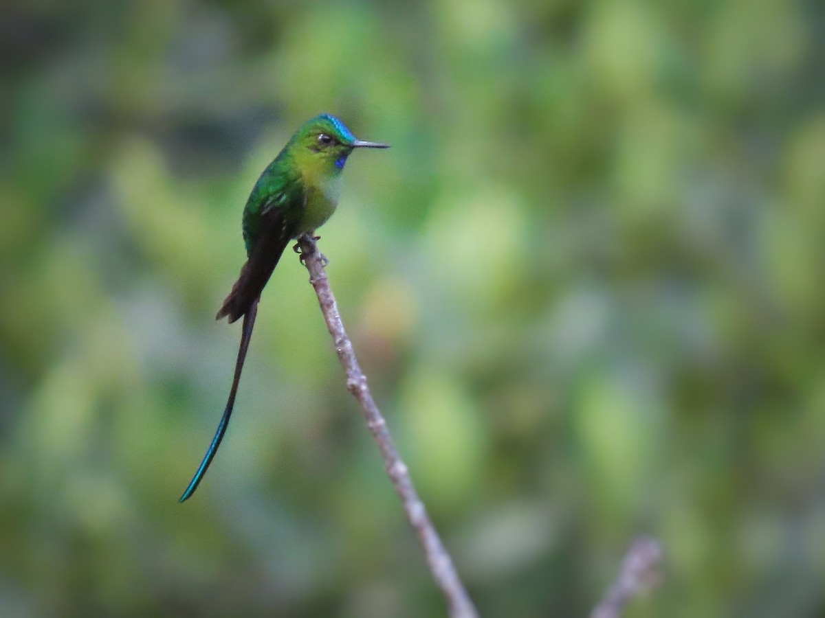Long-tailed Sylph - ML517610141