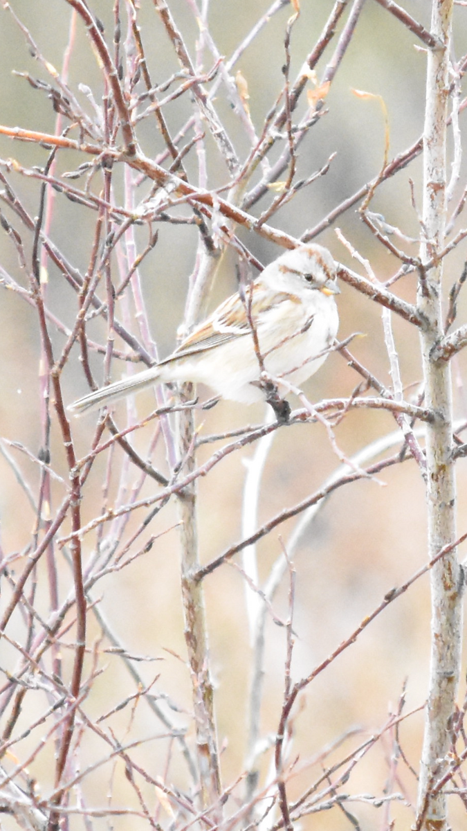 American Tree Sparrow - ML517613001