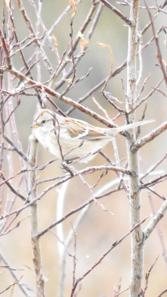 American Tree Sparrow - ML517613011
