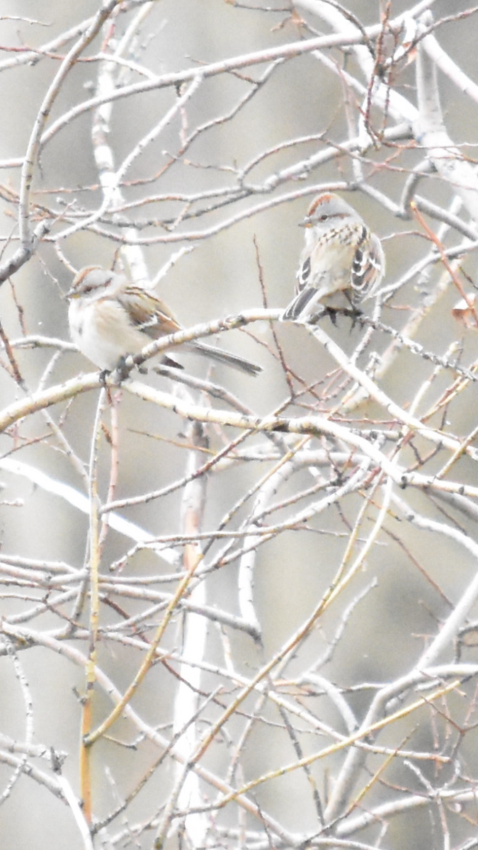 American Tree Sparrow - ML517613021