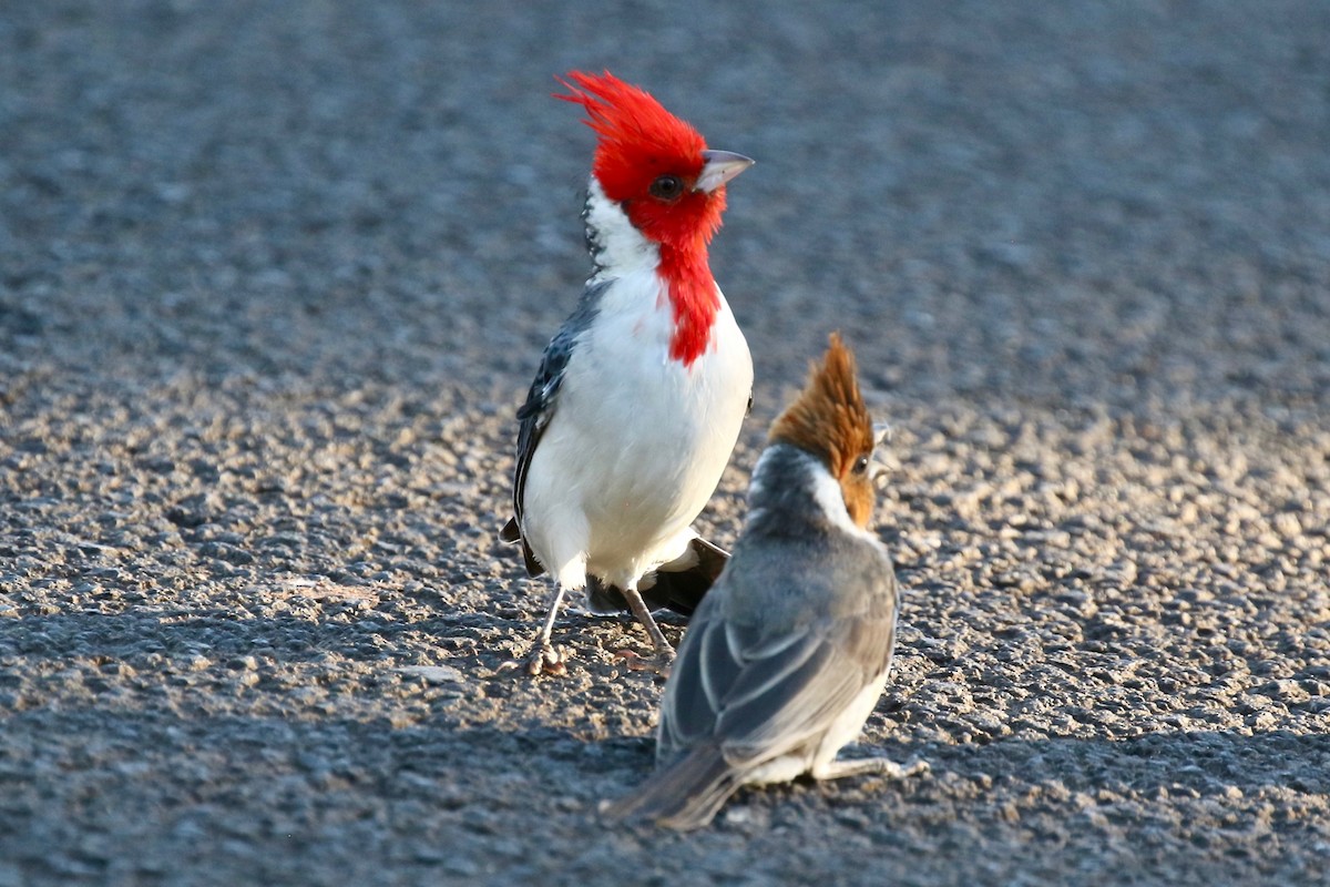 Red-crested Cardinal - ML517619101