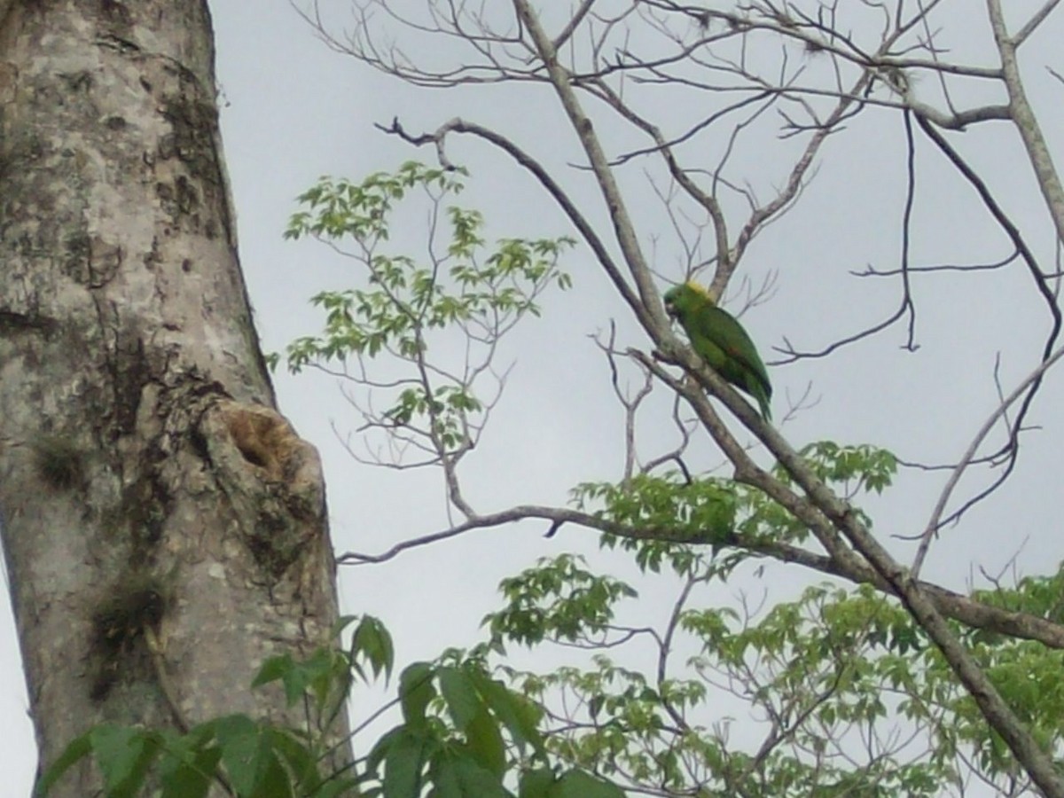 Yellow-naped Parrot - ML51762241