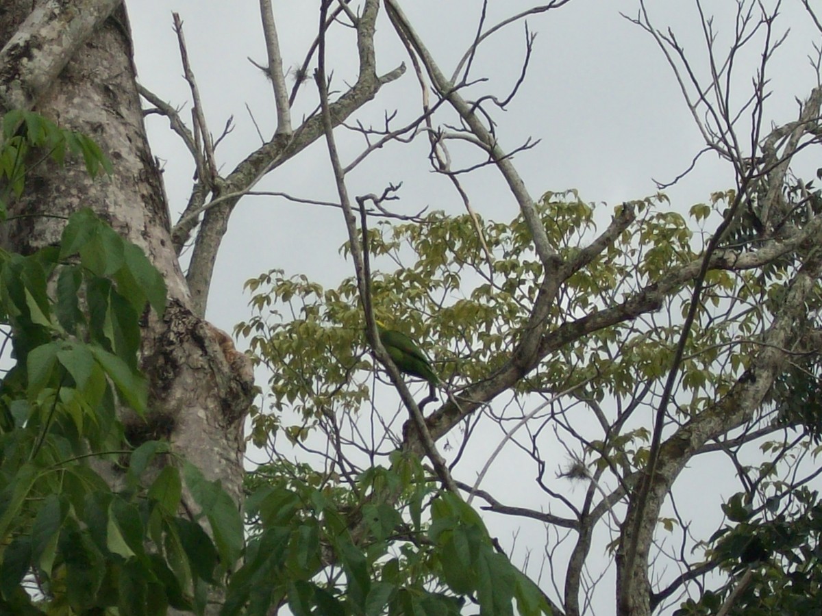 Yellow-naped Parrot - ML51762251