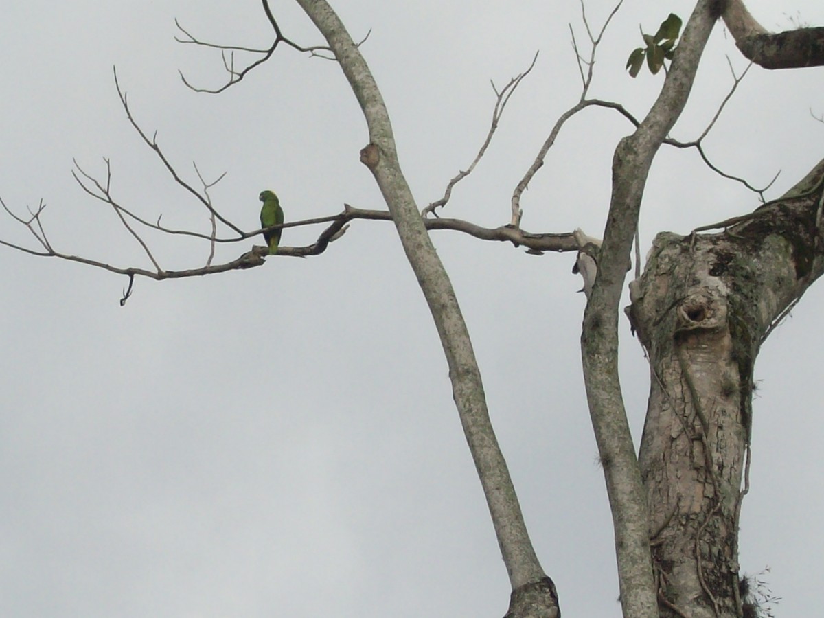 Yellow-naped Parrot - Ana  Dubon