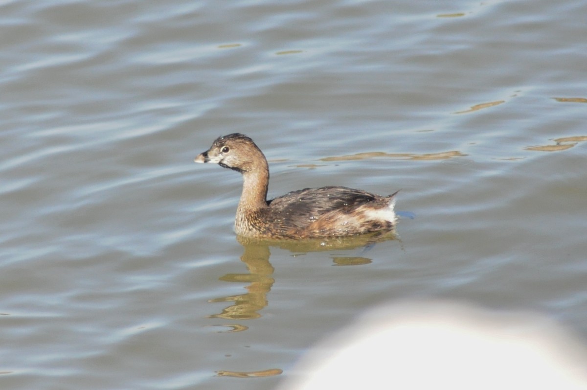 Pied-billed Grebe - Tommie Rogers