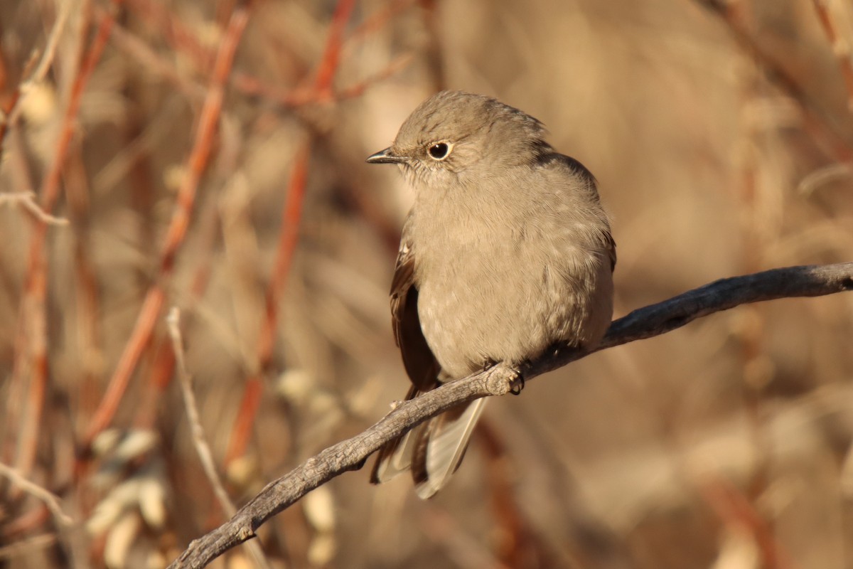 Townsend's Solitaire - ML517623541