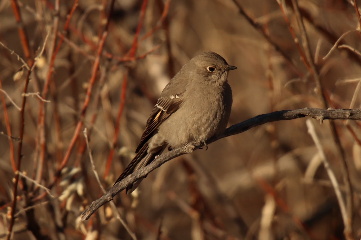 Townsend's Solitaire - ML517623581