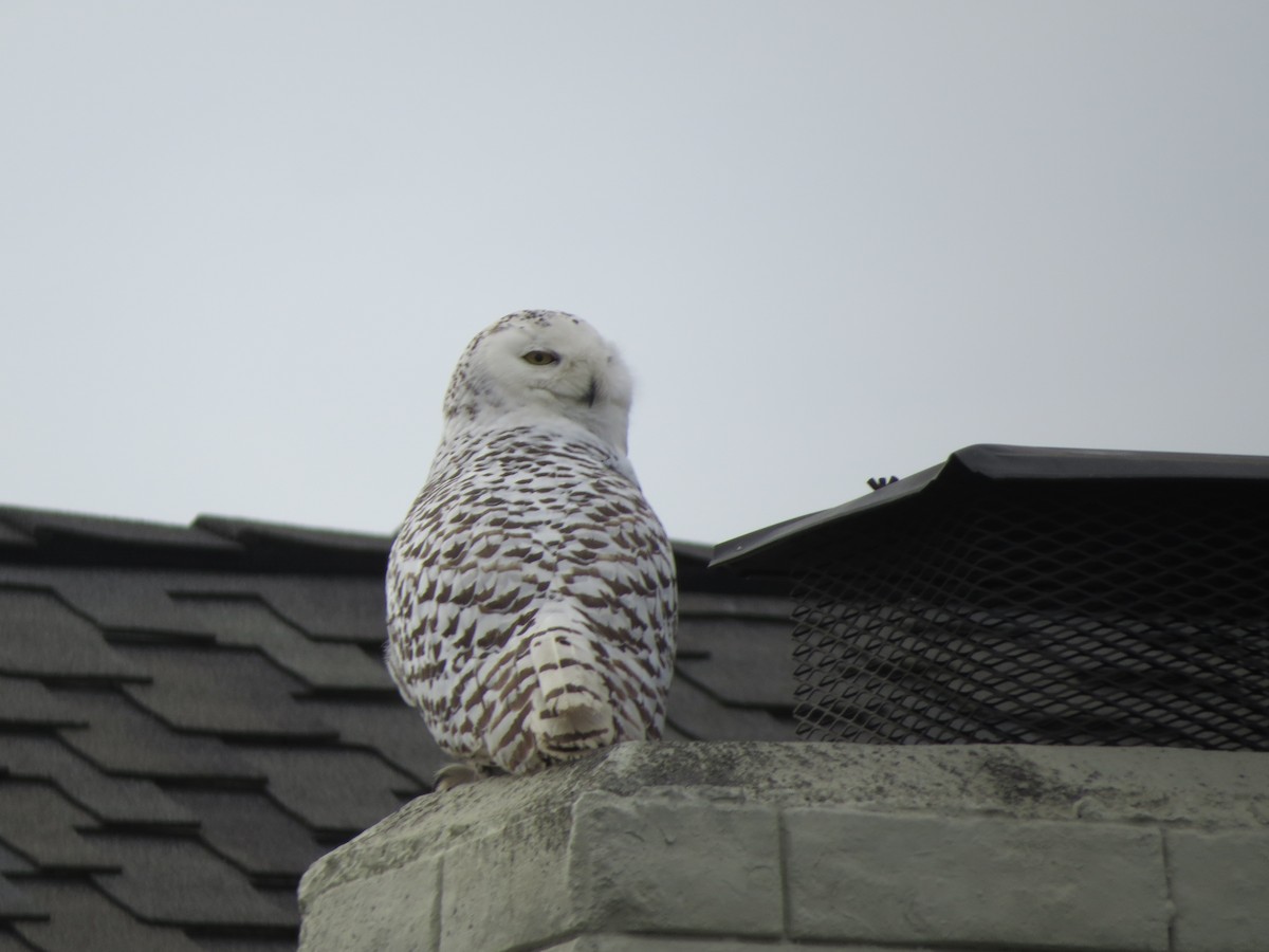 Snowy Owl - Terry Hill