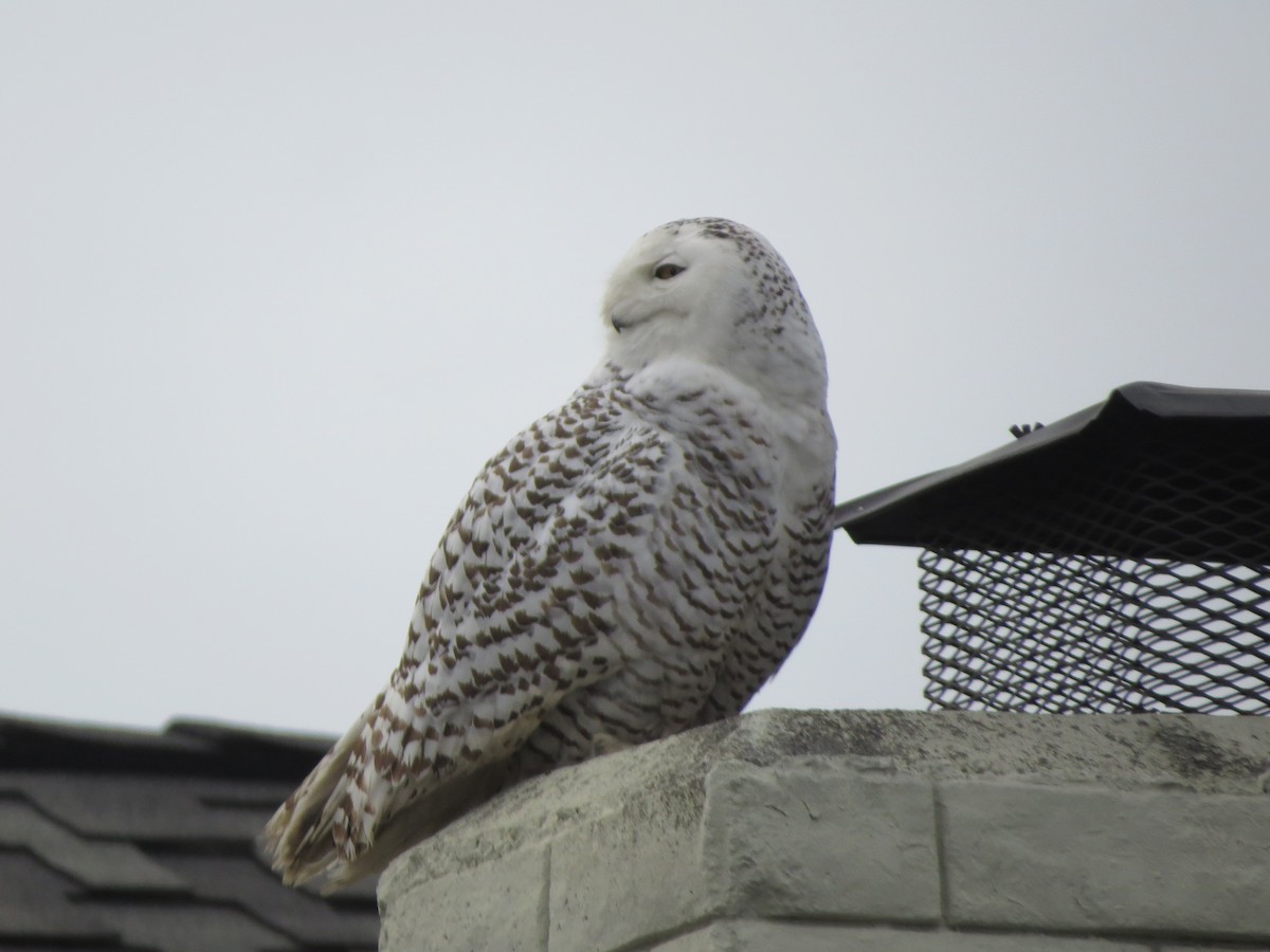 Snowy Owl - ML517624281