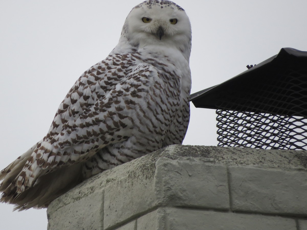 Snowy Owl - ML517624321