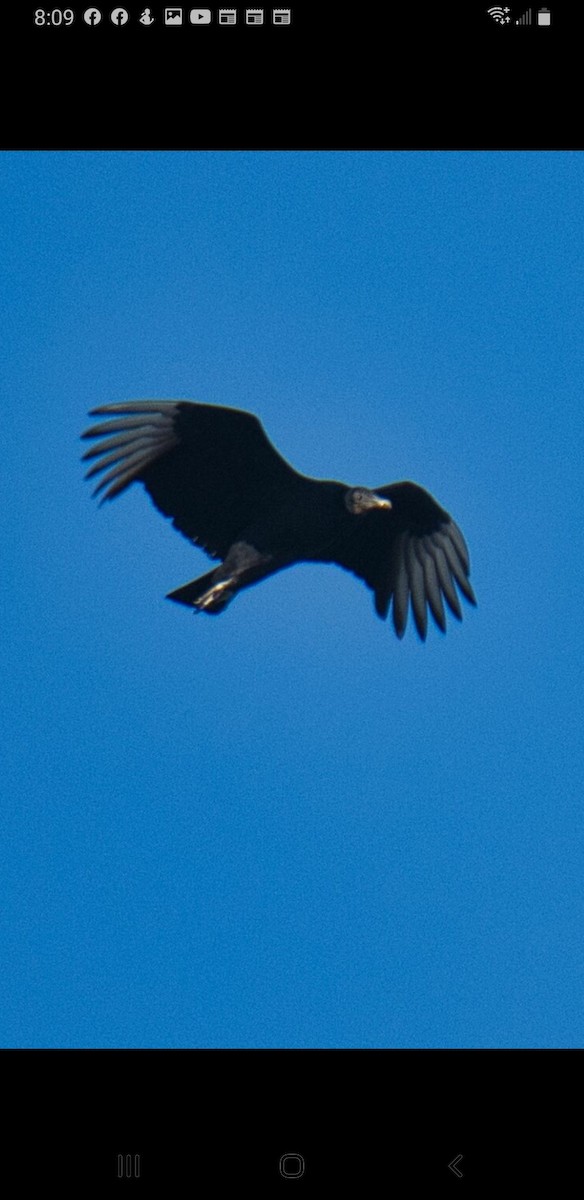 Black Vulture - ML517626041
