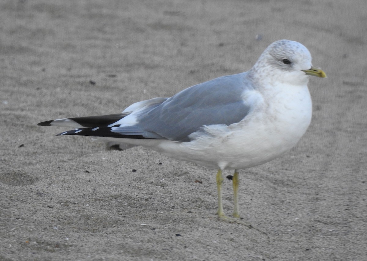 Short-billed Gull - Andrew Birch