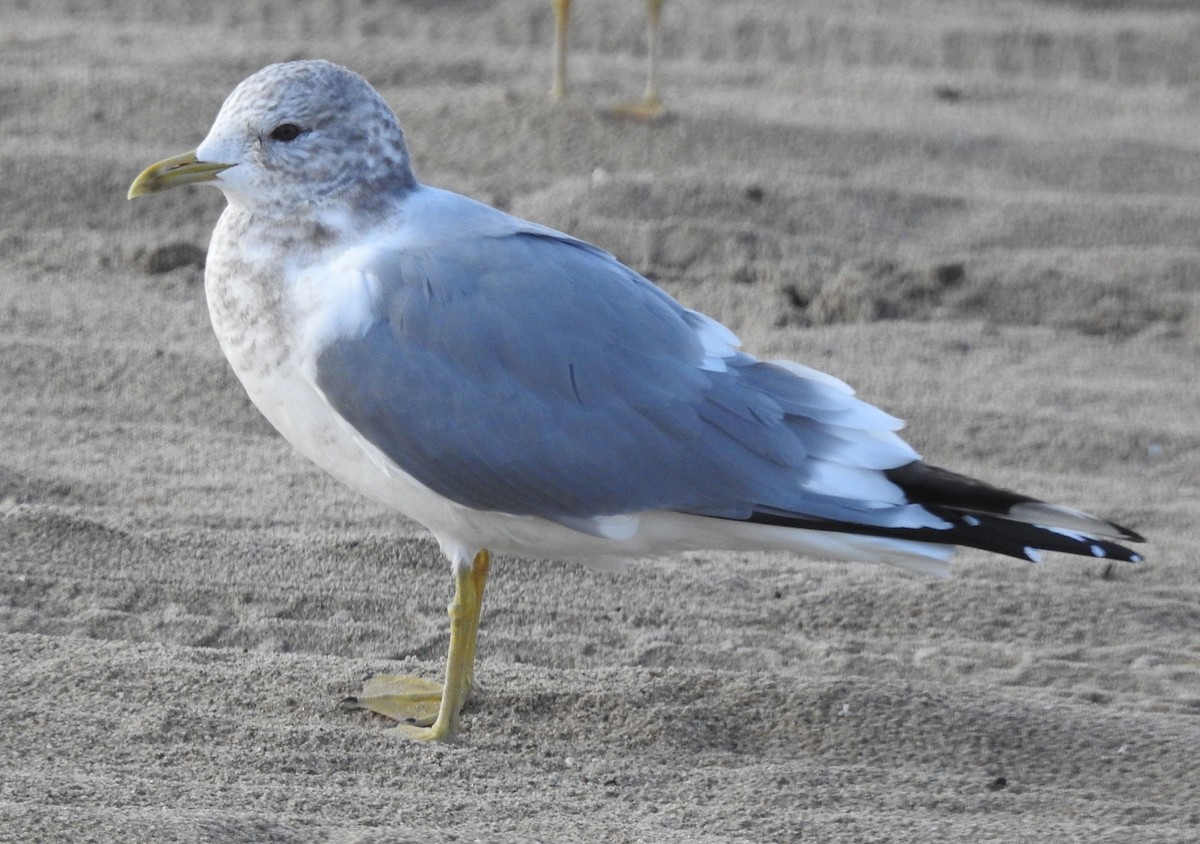 Short-billed Gull - Andrew Birch