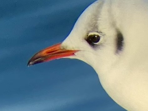 Mouette rieuse - ML517634651
