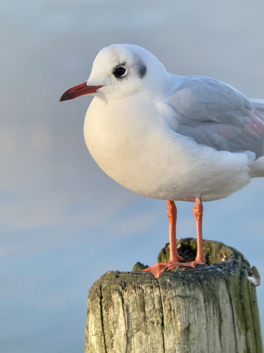 Mouette rieuse - ML517634661