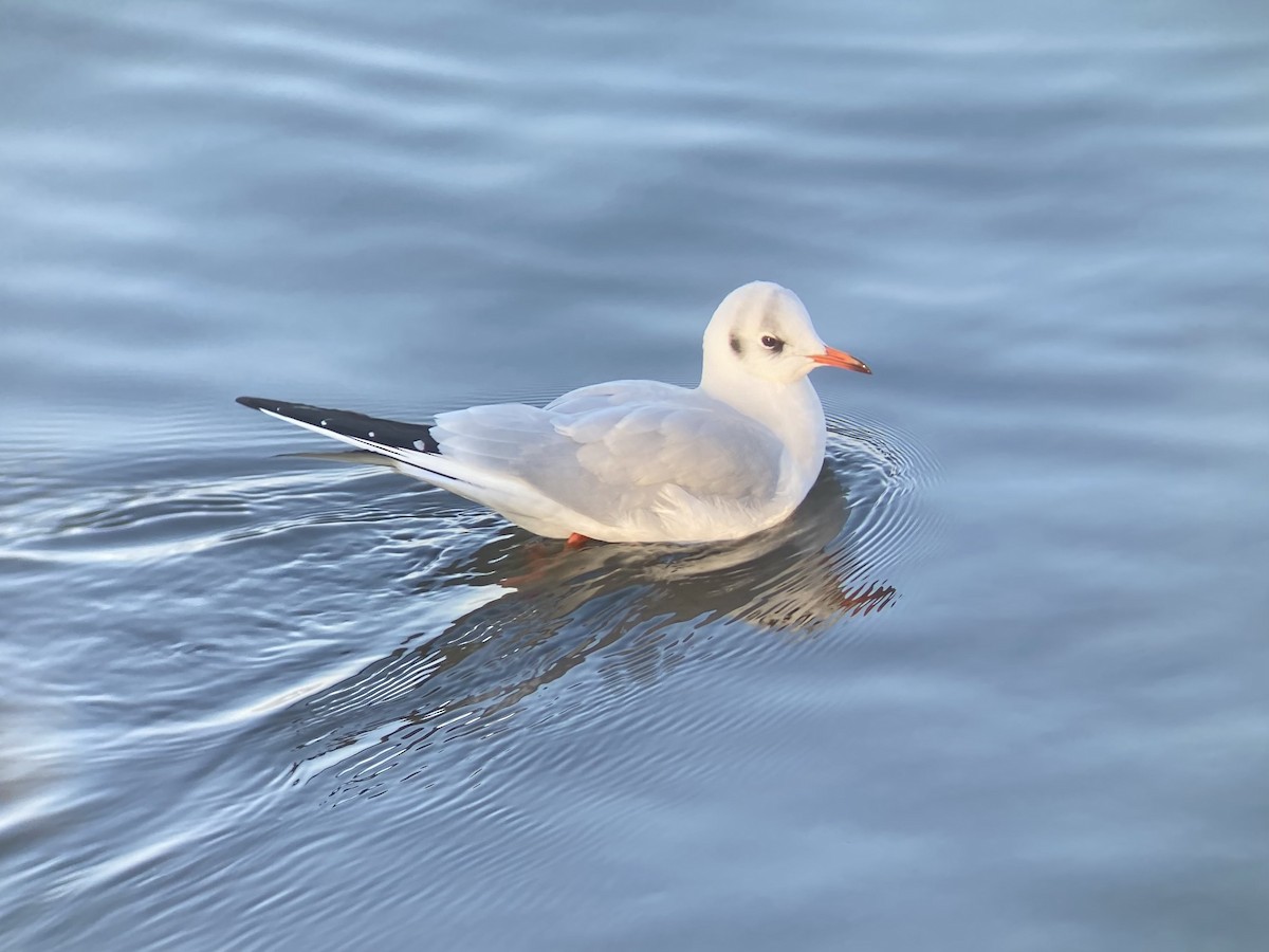 Mouette rieuse - ML517634671