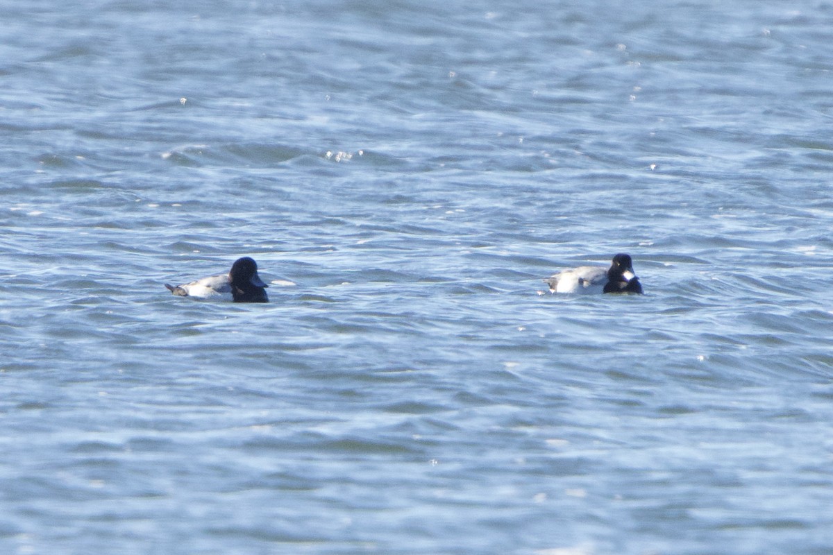 Greater Scaup - ML517634751