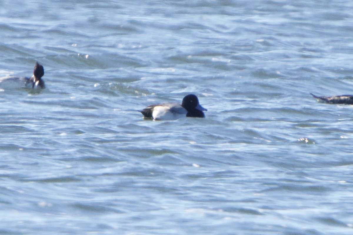 Greater Scaup - ML517634781