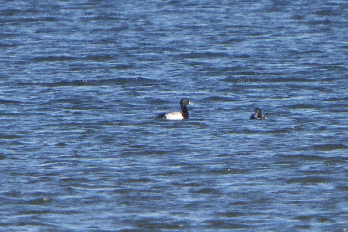 Greater Scaup - ML517634801