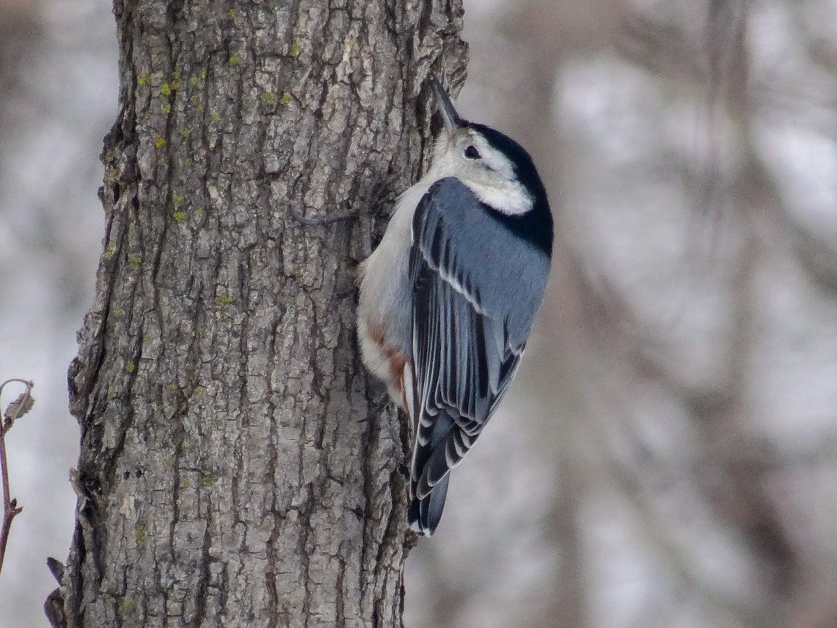 White-breasted Nuthatch (Eastern) - ML517636701