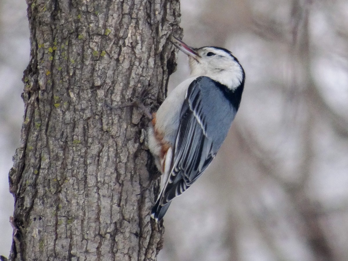 White-breasted Nuthatch (Eastern) - ML517636751