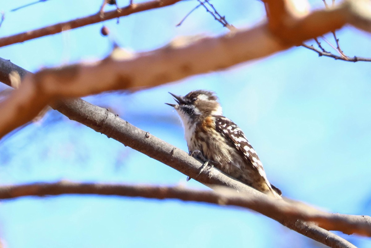 Japanese Pygmy Woodpecker - ML517637111